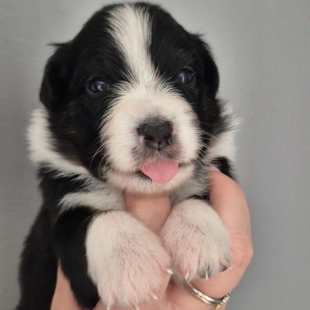 Tianomana La Douce - Chiots disponibles - Berger Australien