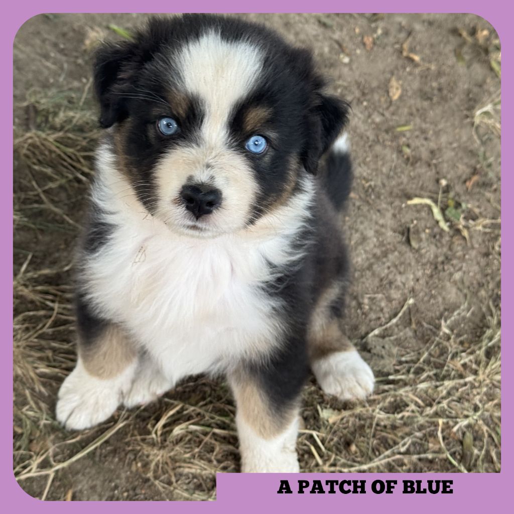 Tianomana La Douce - Chiots disponibles - Berger Australien