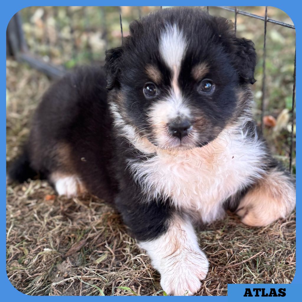 Tianomana La Douce - Chiots disponibles - Berger Australien