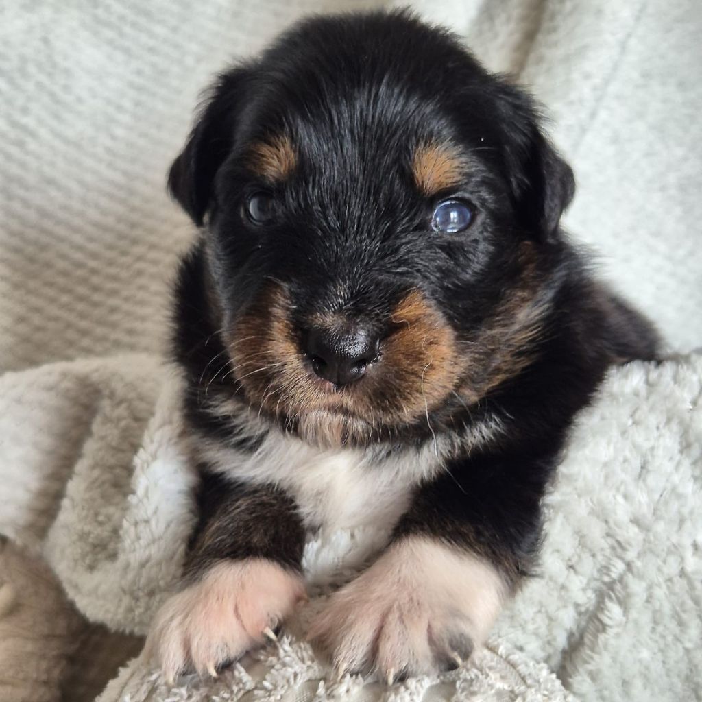 Tianomana La Douce - Chiots disponibles - Berger Australien