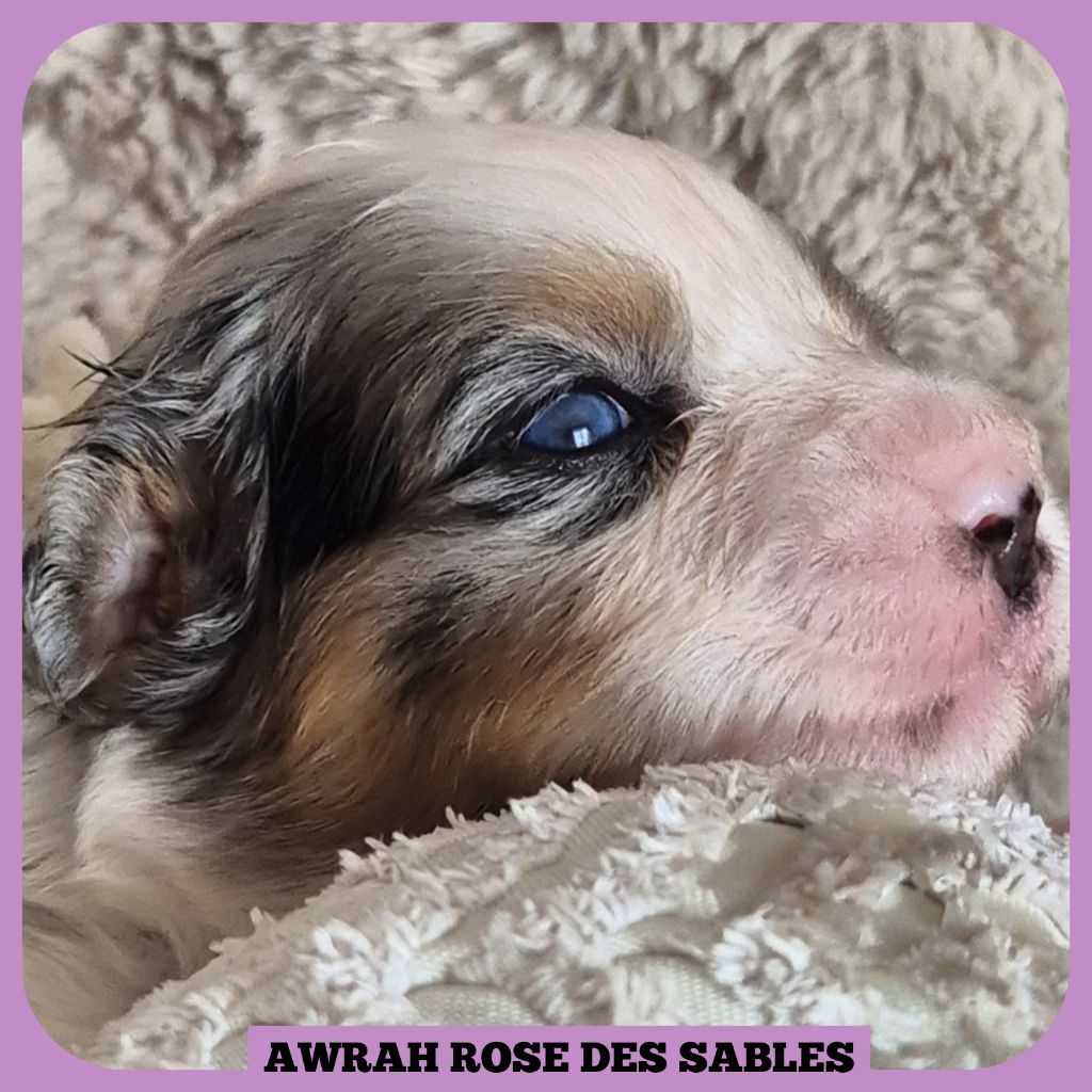 Tianomana La Douce - Chiots disponibles - Berger Australien