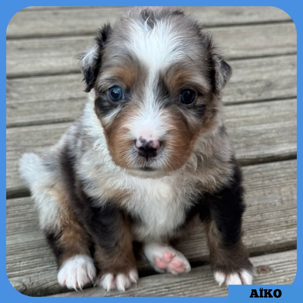 Tianomana La Douce - Chiots disponibles - Berger Australien