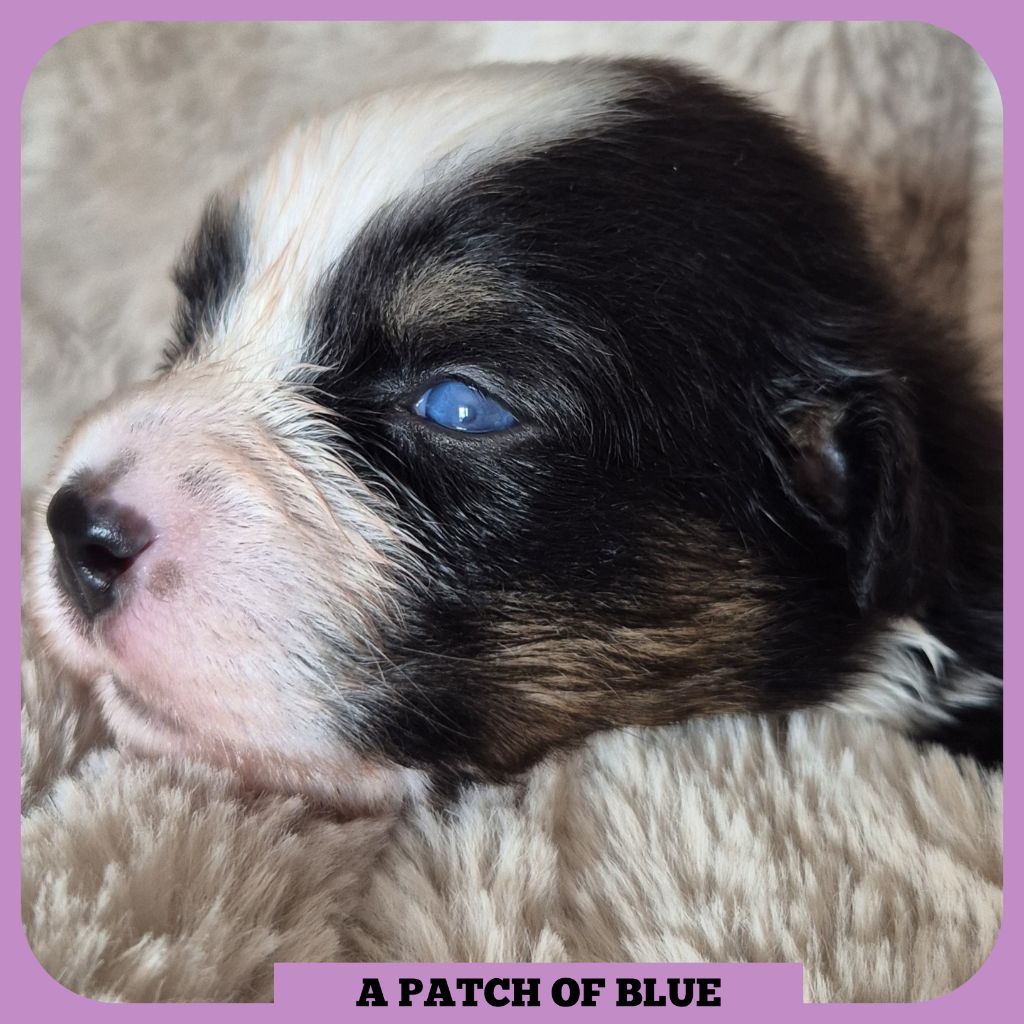 Tianomana La Douce - Chiots disponibles - Berger Australien