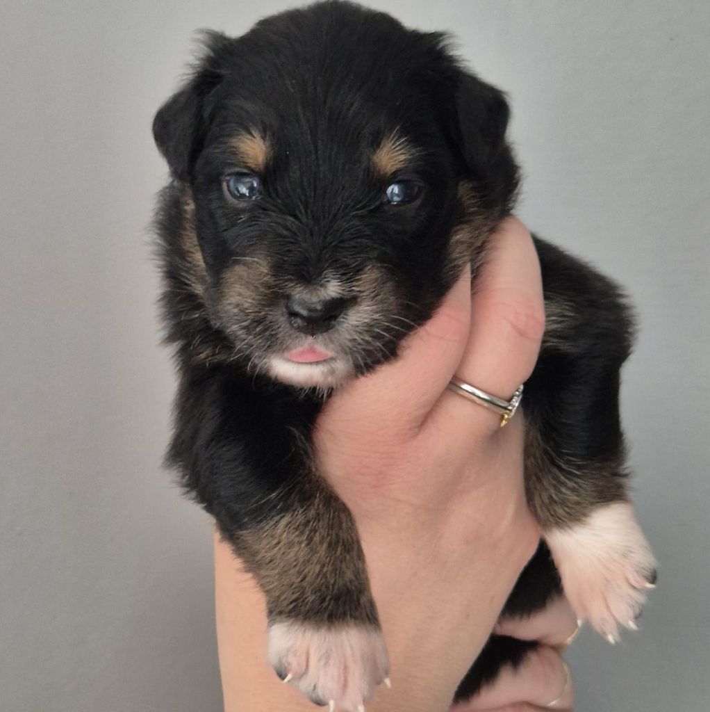 Tianomana La Douce - Chiots disponibles - Berger Australien