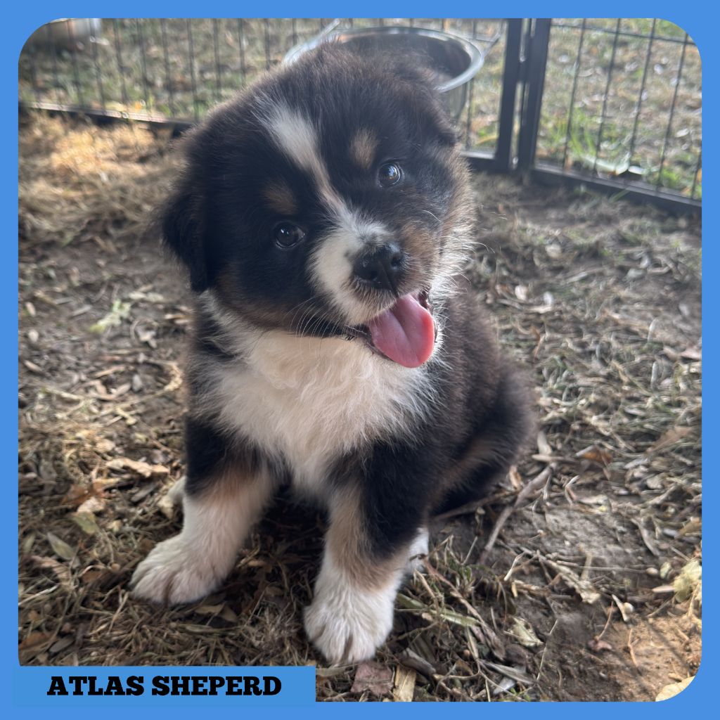 Tianomana La Douce - Chiots disponibles - Berger Australien