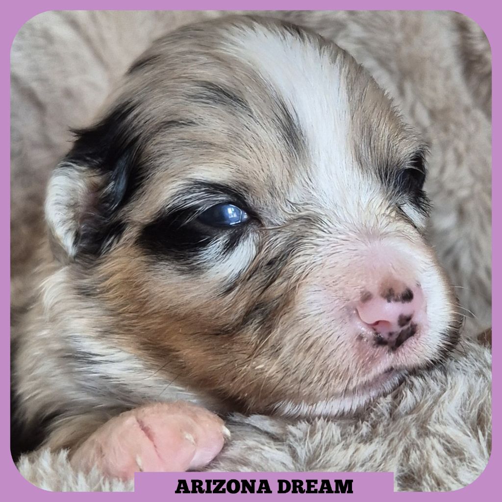 Tianomana La Douce - Chiots disponibles - Berger Australien