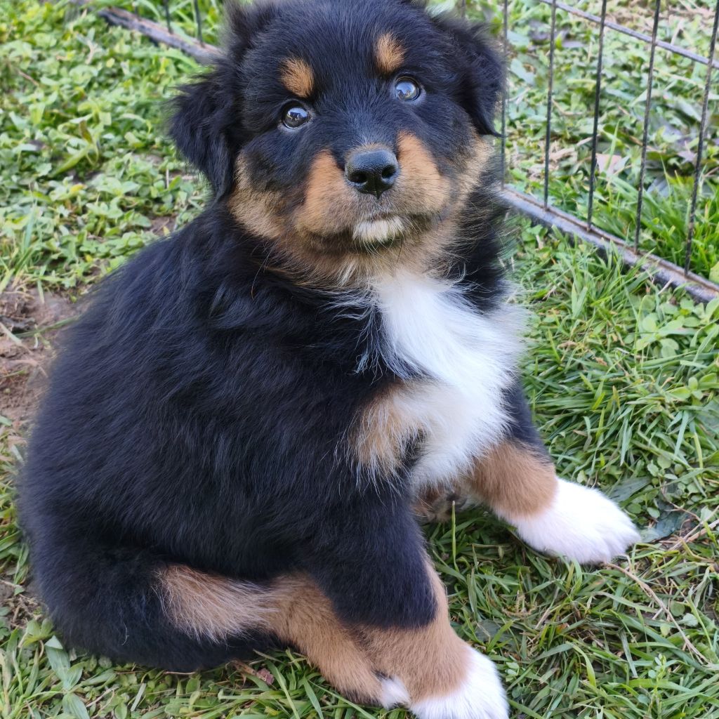Tianomana La Douce - Chiots disponibles - Berger Australien