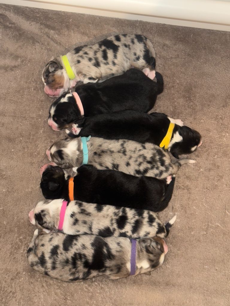 Chiot Berger Australien Tianomana La Douce