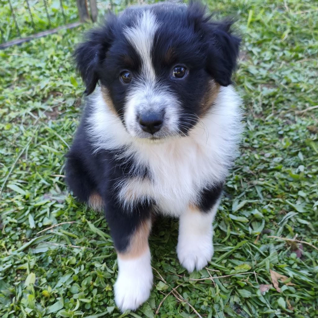 Tianomana La Douce - Chiots disponibles - Berger Australien